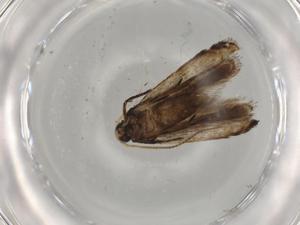  ( - BIOUG82607-G03)  @11 [ ] CreativeCommons - Attribution (2022) Centre for Biodiversity Genomics Centre for Biodiversity Genomics