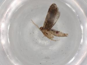  ( - BIOUG82612-B07)  @11 [ ] CreativeCommons - Attribution (2022) Centre for Biodiversity Genomics Centre for Biodiversity Genomics