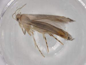  (Thiotricha Janzen9612 - BIOUG83001-G03)  @11 [ ] CreativeCommons - Attribution (2022) Centre for Biodiversity Genomics Centre for Biodiversity Genomics