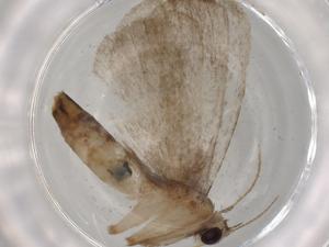  ( - BIOUG83007-H11)  @11 [ ] CreativeCommons - Attribution (2022) Centre for Biodiversity Genomics Centre for Biodiversity Genomics