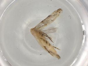  (gelJanzen01 Janzen0525 - BIOUG83113-E01)  @11 [ ] CreativeCommons - Attribution (2022) Centre for Biodiversity Genomics Centre for Biodiversity Genomics