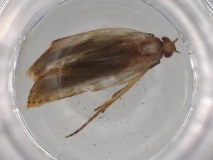  ( - BIOUG83114-E12)  @11 [ ] CreativeCommons - Attribution (2022) Centre for Biodiversity Genomics Centre for Biodiversity Genomics