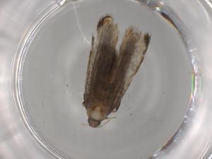  ( - BIOUG83114-H03)  @11 [ ] CreativeCommons - Attribution (2022) Centre for Biodiversity Genomics Centre for Biodiversity Genomics