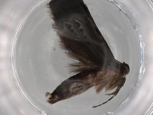  ( - BIOUG83114-H10)  @11 [ ] CreativeCommons - Attribution (2022) Centre for Biodiversity Genomics Centre for Biodiversity Genomics