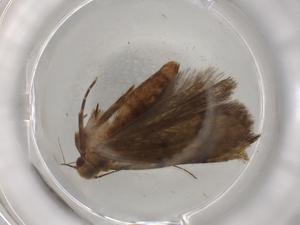  ( - BIOUG83158-A07)  @11 [ ] CreativeCommons - Attribution (2022) Centre for Biodiversity Genomics Centre for Biodiversity Genomics