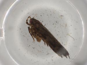  ( - BIOUG83158-A11)  @11 [ ] CreativeCommons - Attribution (2022) Centre for Biodiversity Genomics Centre for Biodiversity Genomics