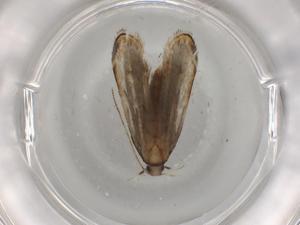  ( - BIOUG83158-D01)  @11 [ ] CreativeCommons - Attribution (2022) Centre for Biodiversity Genomics Centre for Biodiversity Genomics