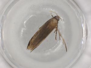  ( - BIOUG83158-E08)  @11 [ ] CreativeCommons - Attribution (2022) Centre for Biodiversity Genomics Centre for Biodiversity Genomics