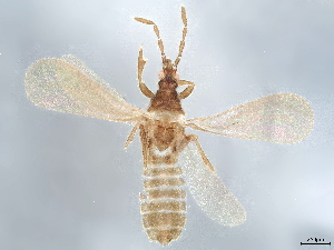  (Alienatinae - BIOUG83161-F08)  @14 [ ] CreativeCommons - Attribution (2022) CBG Photography Group Centre for Biodiversity Genomics