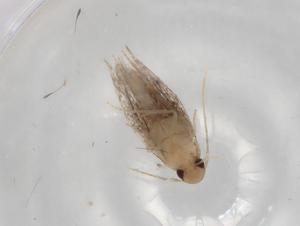  ( - BIOUG83183-E05)  @11 [ ] CreativeCommons - Attribution (2022) Centre for Biodiversity Genomics Centre for Biodiversity Genomics