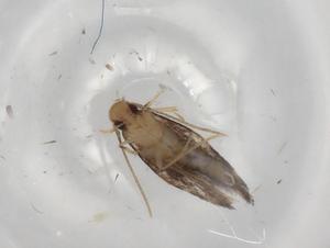  ( - BIOUG83200-B09)  @11 [ ] CreativeCommons - Attribution (2022) Centre for Biodiversity Genomics Centre for Biodiversity Genomics