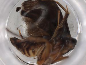  ( - BIOUG83200-B10)  @11 [ ] CreativeCommons - Attribution (2022) Centre for Biodiversity Genomics Centre for Biodiversity Genomics