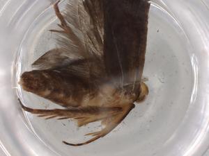  ( - BIOUG83200-D03)  @11 [ ] CreativeCommons - Attribution (2022) Centre for Biodiversity Genomics Centre for Biodiversity Genomics