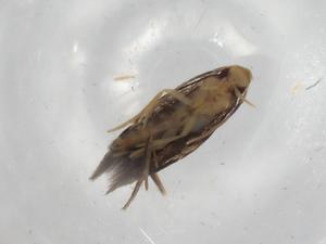  ( - BIOUG83940-B11)  @11 [ ] CreativeCommons - Attribution (2022) Centre for Biodiversity Genomics Centre for Biodiversity Genomics