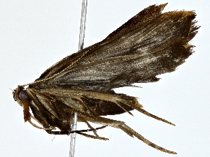  (gelJanzen01 Janzen8568 - BIOUG77723-E04)  @11 [ ] CreativeCommons - Attribution (2022) CBG Photography Group Centre for Biodiversity Genomics