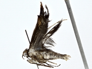  (gelMalaise01 Malaise2049 - BIOUG77741-E12)  @11 [ ] CreativeCommons - Attribution (2022) CBG Photography Group Centre for Biodiversity Genomics