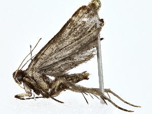  ( - BIOUG77742-B06)  @11 [ ] CreativeCommons - Attribution (2022) CBG Photography Group Centre for Biodiversity Genomics