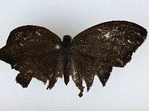  ( - BIOUG77742-F12)  @11 [ ] CreativeCommons - Attribution (2022) CBG Photography Group Centre for Biodiversity Genomics