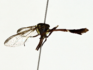  ( - BIOUG77743-B02)  @11 [ ] CreativeCommons - Attribution (2022) CBG Photography Group Centre for Biodiversity Genomics