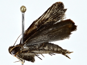  ( - BIOUG77761-D07)  @11 [ ] CreativeCommons - Attribution (2022) CBG Photography Group Centre for Biodiversity Genomics