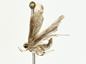  ( - BIOUG80101-D02)  @11 [ ] CreativeCommons - Attribution (2022) CBG Photography Group Centre for Biodiversity Genomics