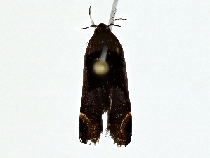  ( - BIOUG80101-E03)  @11 [ ] CreativeCommons - Attribution (2022) CBG Photography Group Centre for Biodiversity Genomics