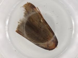  (Hypatopa BioLep4136 - BIOUG83225-F06)  @11 [ ] CreativeCommons - Attribution (2022) Centre for Biodiversity Genomics Centre for Biodiversity Genomics