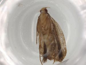  ( - BIOUG83226-A12)  @11 [ ] CreativeCommons - Attribution (2022) Centre for Biodiversity Genomics Centre for Biodiversity Genomics