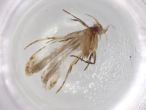  (gelMalaise01 Malaise6555 - BIOUG83228-H09)  @11 [ ] CreativeCommons - Attribution (2022) Centre for Biodiversity Genomics Centre for Biodiversity Genomics