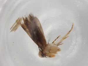  ( - BIOUG83269-H09)  @11 [ ] CreativeCommons - Attribution (2022) Centre for Biodiversity Genomics Centre for Biodiversity Genomics