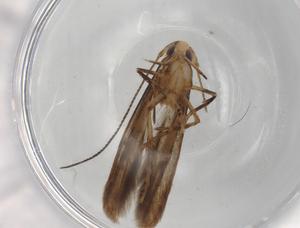  ( - BIOUG83293-H08)  @11 [ ] CreativeCommons - Attribution (2022) Centre for Biodiversity Genomics Centre for Biodiversity Genomics