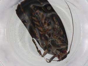  ( - BIOUG83294-D02)  @11 [ ] CreativeCommons - Attribution (2022) Centre for Biodiversity Genomics Centre for Biodiversity Genomics