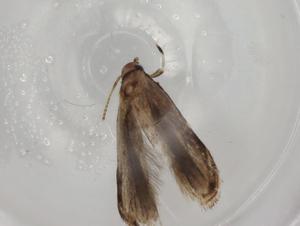  ( - BIOUG83315-A10)  @11 [ ] CreativeCommons - Attribution (2022) Centre for Biodiversity Genomics Centre for Biodiversity Genomics