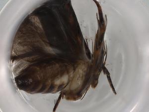  ( - BIOUG83315-D04)  @11 [ ] CreativeCommons - Attribution (2022) Centre for Biodiversity Genomics Centre for Biodiversity Genomics