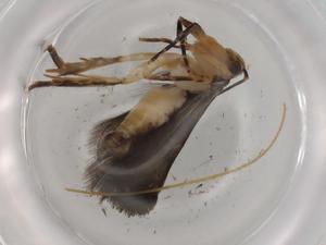  (gelMalaise01 Malaise9746 - BIOUG83315-D06)  @11 [ ] CreativeCommons - Attribution (2022) Centre for Biodiversity Genomics Centre for Biodiversity Genomics