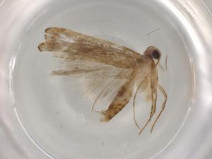  (gelMalaise01 malaise7317 - BIOUG83315-E12)  @11 [ ] CreativeCommons - Attribution (2022) Centre for Biodiversity Genomics Centre for Biodiversity Genomics