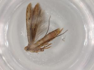  ( - BIOUG83315-F10)  @11 [ ] CreativeCommons - Attribution (2022) Centre for Biodiversity Genomics Centre for Biodiversity Genomics