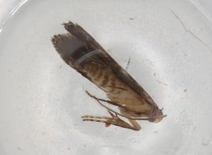  (geleBioLep01 BioLep5251 - BIOUG83358-A07)  @11 [ ] CreativeCommons - Attribution (2022) Centre for Biodiversity Genomics Centre for Biodiversity Genomics