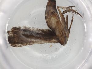  ( - BIOUG83358-B12)  @11 [ ] CreativeCommons - Attribution (2022) Centre for Biodiversity Genomics Centre for Biodiversity Genomics