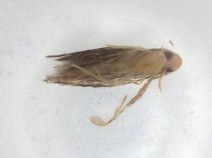  ( - BIOUG83392-A09)  @11 [ ] CreativeCommons - Attribution (2022) Centre for Biodiversity Genomics Centre for Biodiversity Genomics