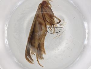  ( - BIOUG83392-B08)  @11 [ ] CreativeCommons - Attribution (2022) Centre for Biodiversity Genomics Centre for Biodiversity Genomics