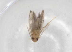  ( - BIOUG83392-C04)  @11 [ ] CreativeCommons - Attribution (2022) Centre for Biodiversity Genomics Centre for Biodiversity Genomics