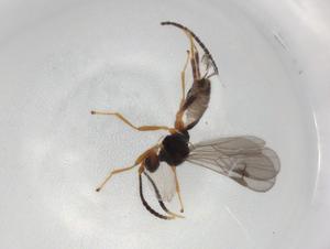  ( - BIOUG83393-C12)  @11 [ ] CreativeCommons - Attribution (2022) Centre for Biodiversity Genomics Centre for Biodiversity Genomics