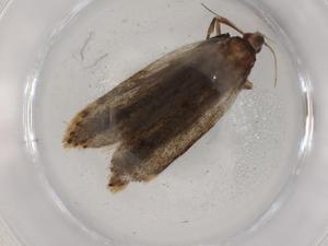  ( - BIOUG83426-B04)  @11 [ ] CreativeCommons - Attribution (2022) Centre for Biodiversity Genomics Centre for Biodiversity Genomics