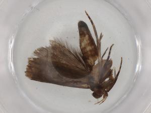  (geleBioLep01 BioLep3726 - BIOUG83426-B11)  @11 [ ] CreativeCommons - Attribution (2022) Centre for Biodiversity Genomics Centre for Biodiversity Genomics