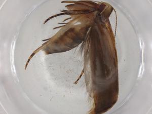  ( - BIOUG83426-C11)  @11 [ ] CreativeCommons - Attribution (2022) Centre for Biodiversity Genomics Centre for Biodiversity Genomics