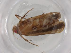  ( - BIOUG83426-F08)  @11 [ ] CreativeCommons - Attribution (2022) Centre for Biodiversity Genomics Centre for Biodiversity Genomics