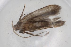  ( - BIOUG83457-A09)  @11 [ ] CreativeCommons - Attribution (2022) Centre for Biodiversity Genomics Centre for Biodiversity Genomics