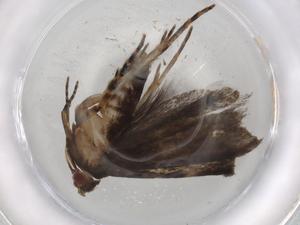  ( - BIOUG83457-B01)  @11 [ ] CreativeCommons - Attribution (2022) Centre for Biodiversity Genomics Centre for Biodiversity Genomics