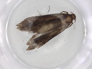  (gelMalaise01 Malaise9587 - BIOUG83457-D10)  @11 [ ] CreativeCommons - Attribution (2022) Centre for Biodiversity Genomics Centre for Biodiversity Genomics